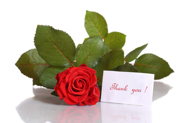 beautiful red rose with gratitude