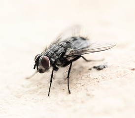 House fly