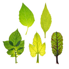 Leaves of different vegetables isolated on white
