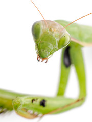 Praying Mantis Head Close Up On White Background
