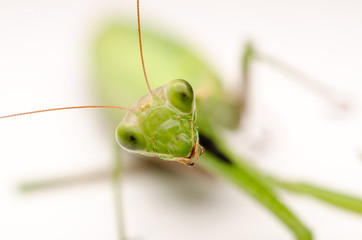 Praying Mantis Close Up