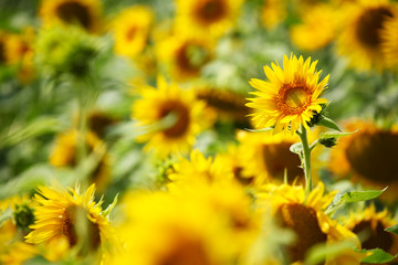 Sonenblumen | Sonnenblumenfeld