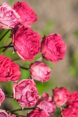 Flowers roses in the garden.