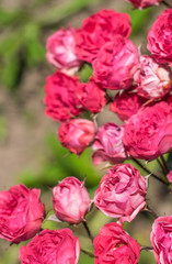 Flowers roses in the garden.