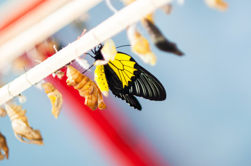 Transformation of the chrysalis to Butterfly Troides Rhadamantus