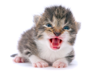 Great kitten