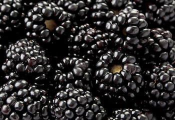 Blackberry fruit background