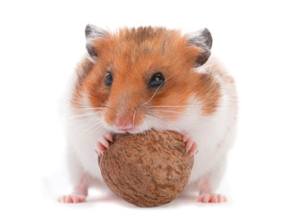 Hamster eating wallnut