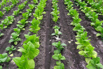 Tobacco field