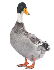Wild gray duck