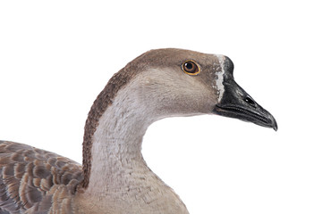 Gray goose