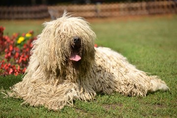 le komondor
