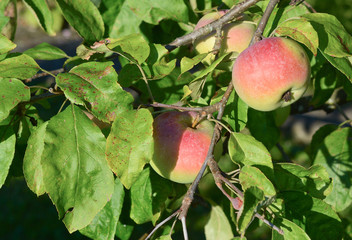 Apple tree with Ripe Fruit