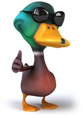 Duck