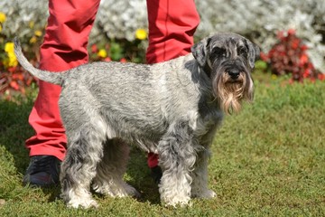 Schnauzer moyen