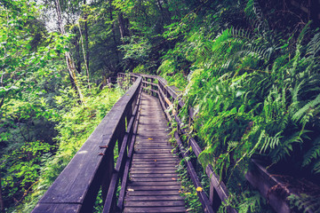 Obraz premium wooden bridge in forest