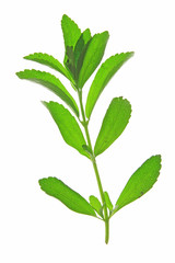 Stevia rebaudiana