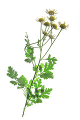 Mutterkraut (Tanacetum parthenium)