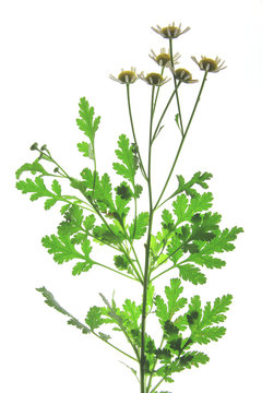 Mutterkraut (Tanacetum parthenium)