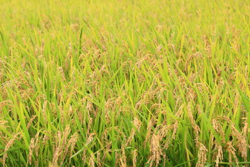 水田に実る稲穂