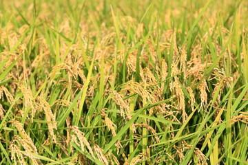 水田に実る稲穂