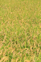 Obraz premium 水田に実る稲穂