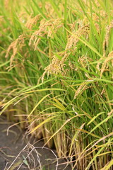 Obraz premium 水田に実る稲穂