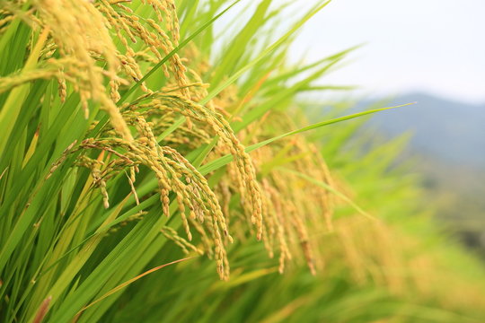 水田に実る稲穂