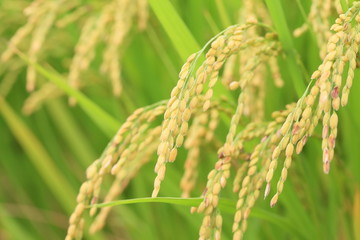 水田に実る稲穂