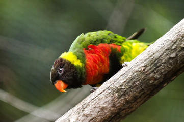 Mitchell's Lorikeet