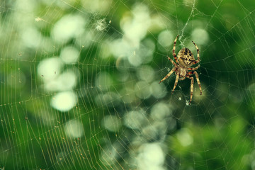 Spider on the web over green background