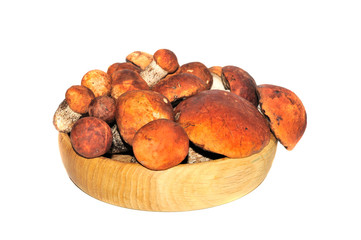Mushroom on a white background