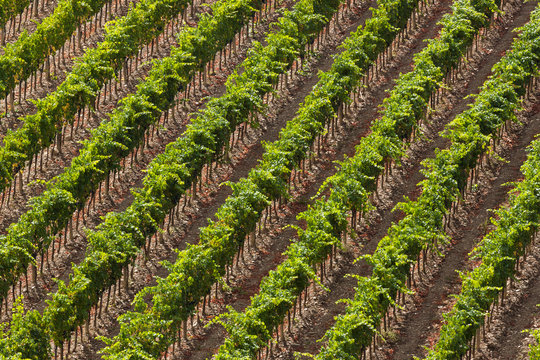vineyards in fall