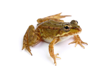Green frog isolated on white