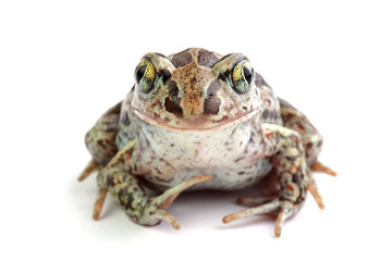 Naklejka premium Toad with golden eyes on white
