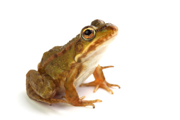 Marsh frog looking up