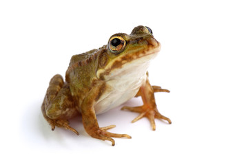 Marsh frog on white looking up