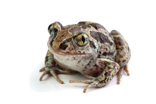 Toad with golden eyes on white