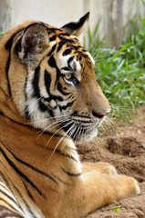 Bengal tiger