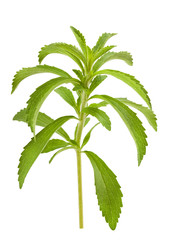 Stevia branch