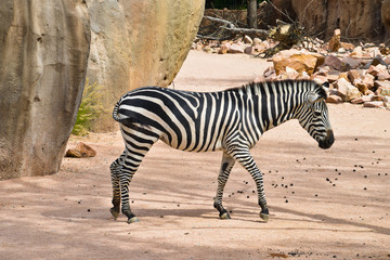 Fototapeta na wymiar coppia di zebre