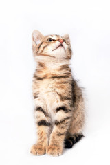 kitten sitting on white background