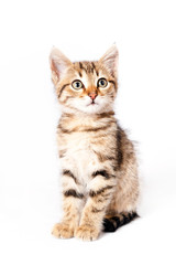 kitten sitting on white background