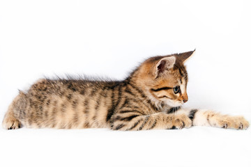 British kitten lying on a white background