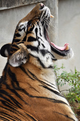 Tiger yawn