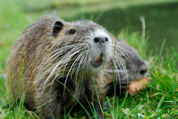 Junges Nutria. Biberratte.
