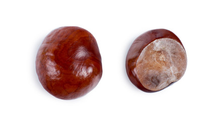 Two views of a fresh chestnut