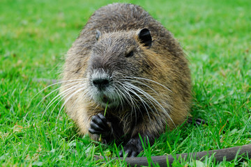 Junges Nutria nagt an einem Grashalm. Biberratte.