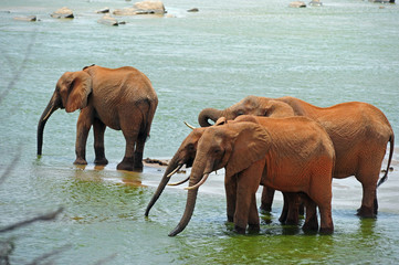 Elephants by the River