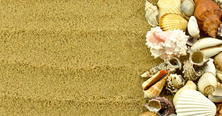 Muszle na piasku © CUKMEN